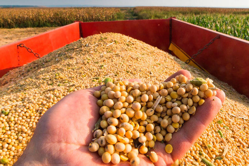 Novo levantamento da Conab aponta queda de 15% na produção de milho e soja em MT