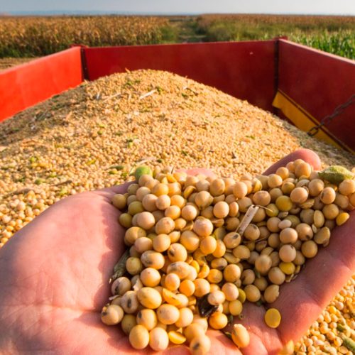 Novo levantamento da Conab aponta queda de 15% na produção de milho e soja em MT